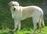 Labrador retriever Kikki - Smuk...!