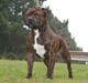 Staffordshire bull terrier DKCH.Enoddens Kind Devil