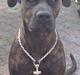 Amerikansk staffordshire terrier Jackie Brown R.I.P