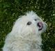 Coton de tulear *~Tut~*