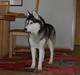 Siberian husky *Alto*