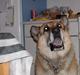 Schæferhund zorro *R.I.P*