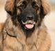 Leonberger Cara Cia.