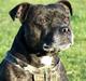 Staffordshire bull terrier R.I.P.: (Engelsk) DKCH, SUCH Taz