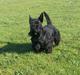 Skotsk terrier Balder