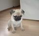 Mops Cæsar