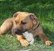 Staffordshire bull terrier Bella