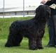 Briard Cody