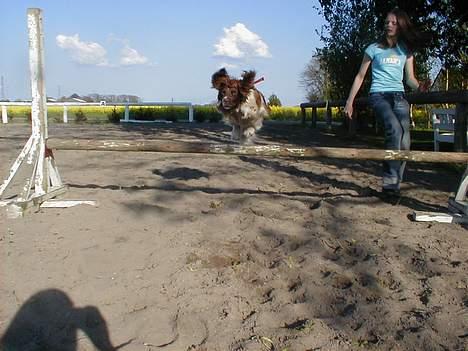 Engelsk springer spaniel Ciago billede 19