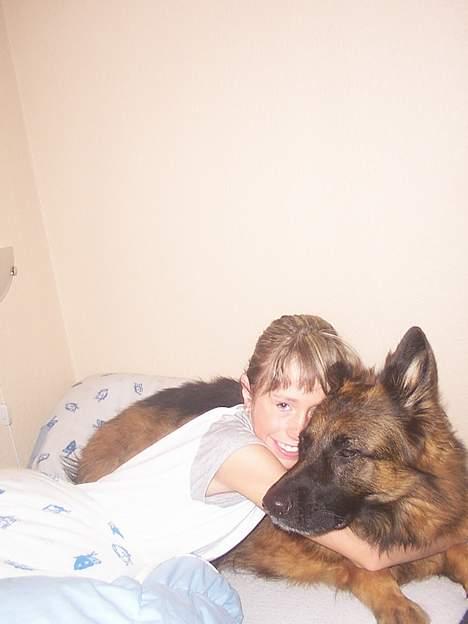 Schæferhund daisy - her er vi lige vågnet..! er hun ikke ddejlig? billede 4