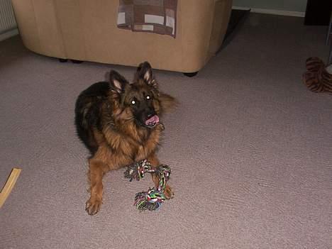 Schæferhund daisy - ligger vi lige i  stuen og rækker tunge tøs!? <33 billede 5