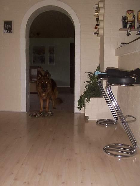 Schæferhund daisy - her er daisy og hendes elskeede legetøj.. billede 6