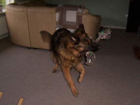 Schæferhund daisy - her leger hun med den dejlige snor! <33 billede 7