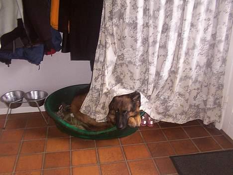 Schæferhund daisy - her ligger hun i sin kurv.. det ikke mig der har laget det forhænge over hende.. hun gør det selv! på en eller andet måde..! billede 8
