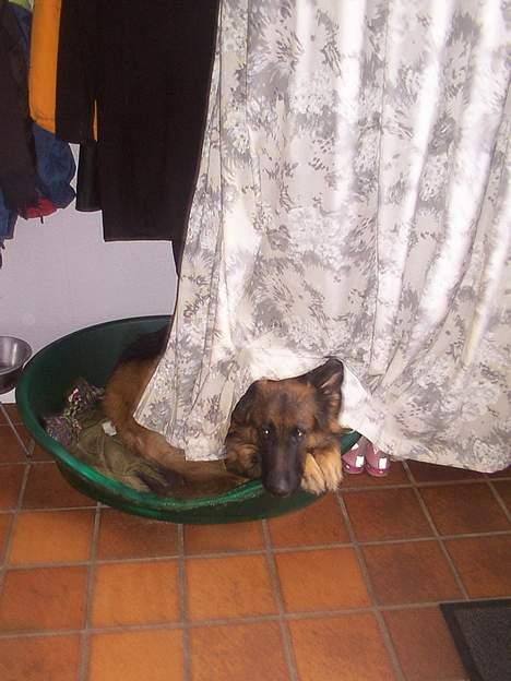 Schæferhund daisy - igen i kurven! billede 9