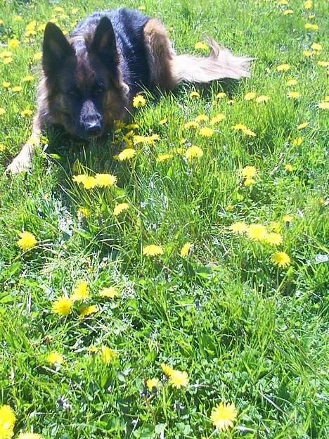 Schæferhund daisy - her ligger hun i haven!! <33 billede 10