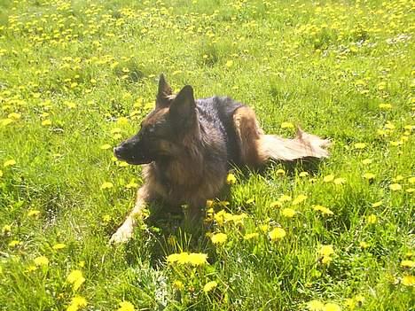 Schæferhund daisy - igen i haven!<33 billede 11