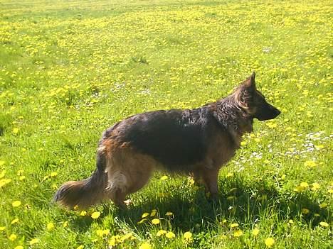 Schæferhund daisy - her er det smukke dyr igen! <33 billede 12