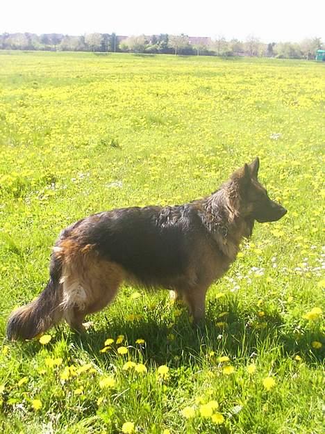 Schæferhund daisy billede 13