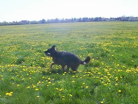 Schæferhund daisy - her løber hun og leger! billede 14