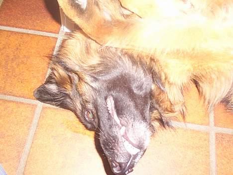 Schæferhund daisy - her ruller hun sig! billede 15