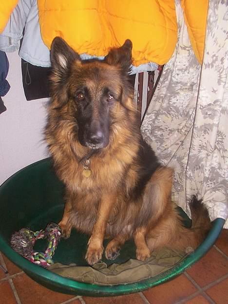 Schæferhund daisy - her  sidder hun i kurven billede 16