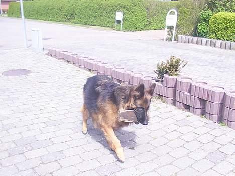 Schæferhund daisy - her leger hun i indkørselen..! billede 17