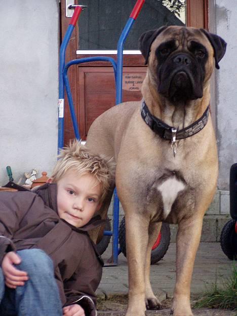 Bullmastiff ~OZZY~ Lækkerdrengen!     - MINE SKØNNE DRENGE.... billede 16