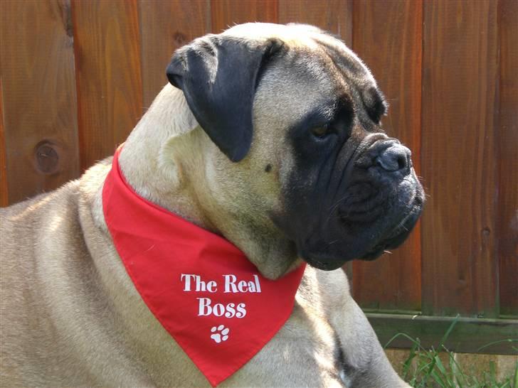 Bullmastiff ~OZZY~ Lækkerdrengen!     - Tjek lige min nye scoreklud! billede 17