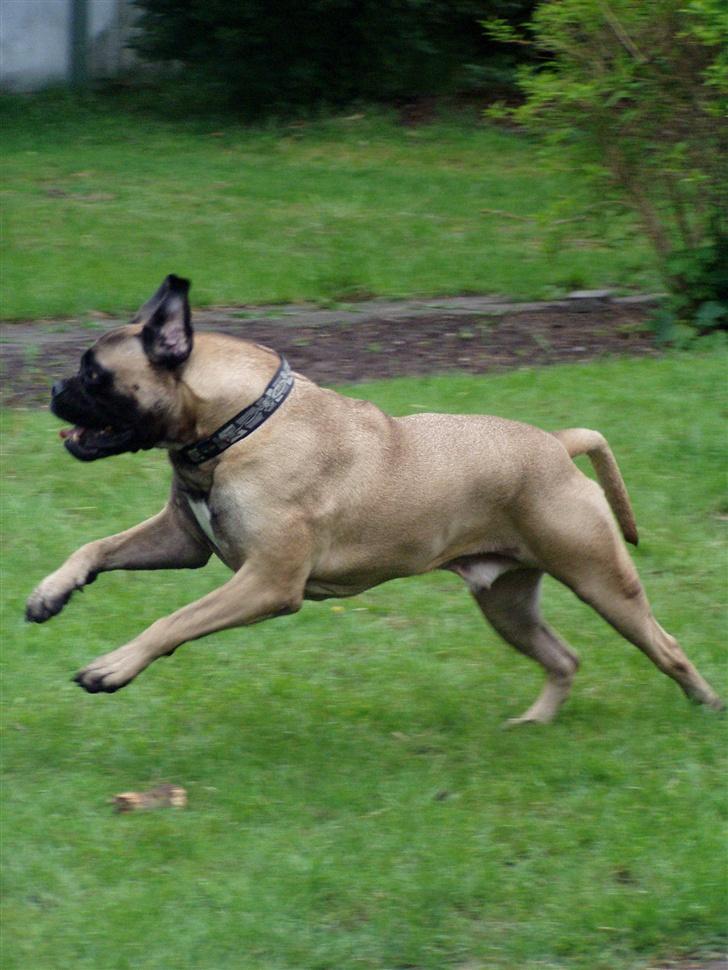 Bullmastiff ~OZZY~ Lækkerdrengen!     - Så er der fart på...Vores dejlige bullermand 3år gammel. billede 18