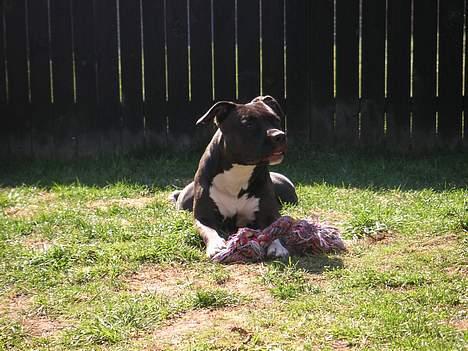 Amerikansk staffordshire terrier Brava - Brava ELSKER at ligge og slikke sol... billede 1