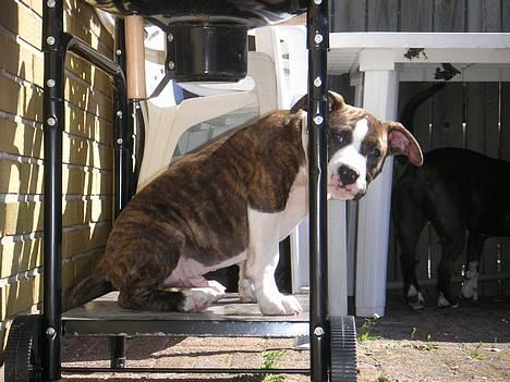 Amerikansk staffordshire terrier Cæsar - Halløjsa Allesammen.... billede 1