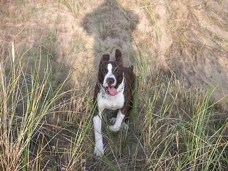 Amerikansk staffordshire terrier Cæsar billede 2