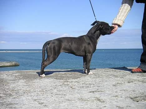 Amerikansk staffordshire terrier Brava - Stååååååå... billede 2