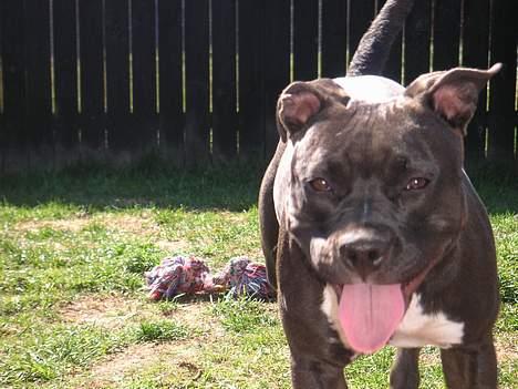 Amerikansk staffordshire terrier Brava billede 3