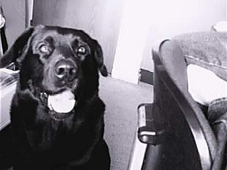 Blanding af racer Bastian - R han ikk sød . ? Hehe . billede 1