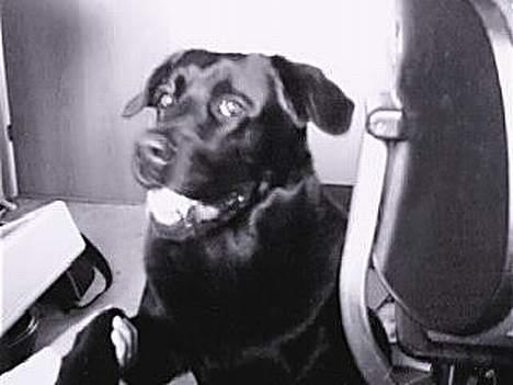 Blanding af racer Bastian - Bastian giver pote . :) billede 2