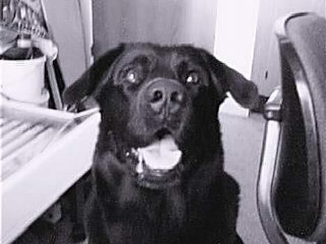 Blanding af racer Bastian - Han mon jeg har fået øje på . ? billede 4