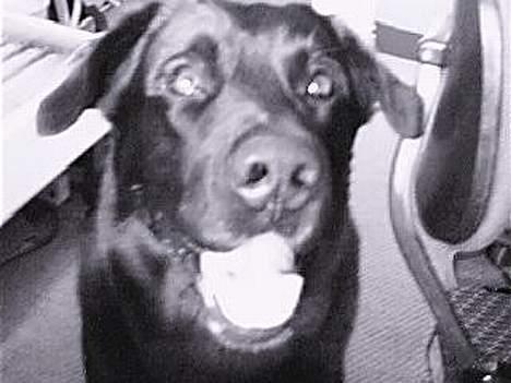 Blanding af racer Bastian - Neej . Hvad r nu det . ? Den tingest tager billeder af mig , he hvor sjovt .  billede 5