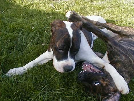 Amerikansk bulldog Nanna - Det er min bror Bastian, han er On top... billede 16