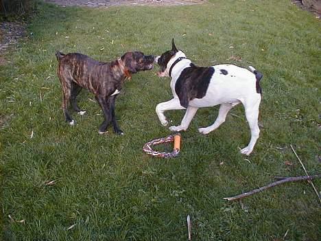 Amerikansk bulldog Nanna - Sikke vi fik leget, han er super dejlig.. billede 17