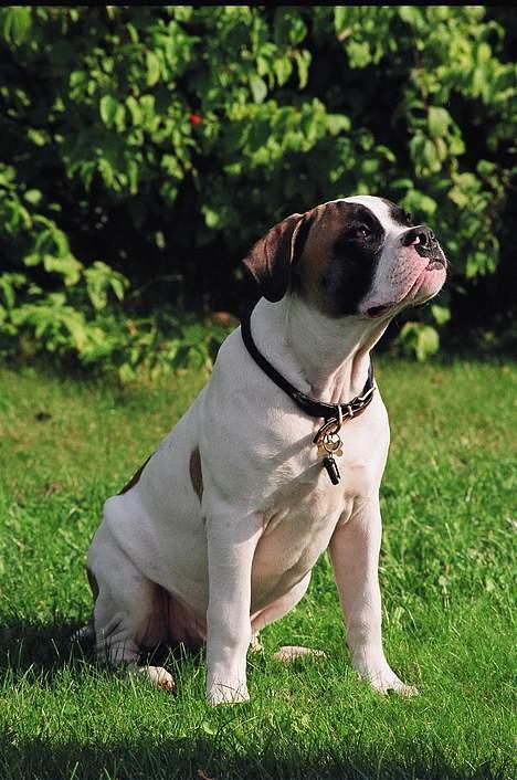 Amerikansk bulldog Zorro - her er jeg ikke ret gamle, sidder og kigger på mor billede 15