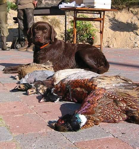 Labrador retriever Bine (fjante) billede 11