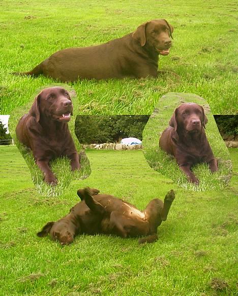 Labrador retriever Bine (fjante) - Fjante i haven.. billede 12