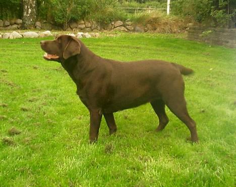 Labrador retriever Bine (fjante) - fine fjante.. billede 13