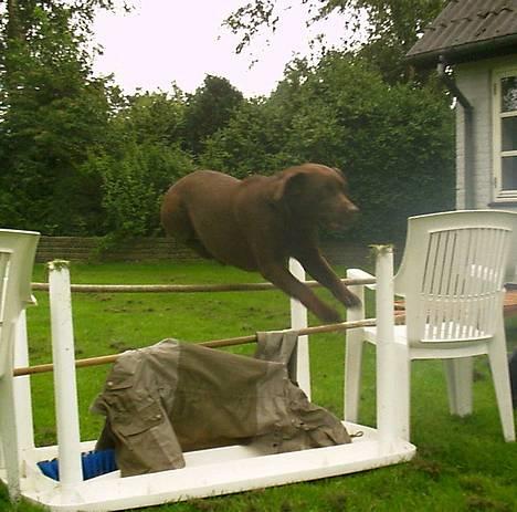 Labrador retriever Bine (fjante) - Fjante er god til at springe.. billede 14