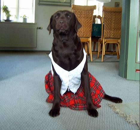 Labrador retriever Bine (fjante) - fjante med tøj på! hihi :D billede 15