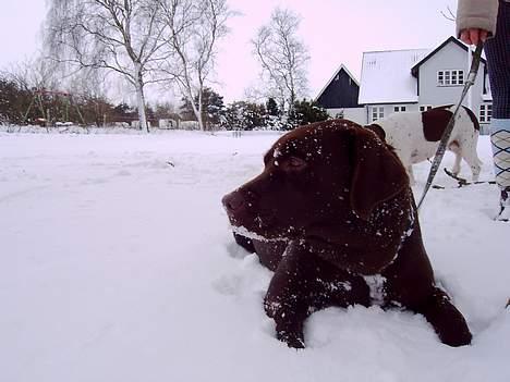 Labrador retriever Bine (fjante) billede 16