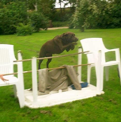 Labrador retriever Bine (fjante) - Fjante der springer.. billede 17