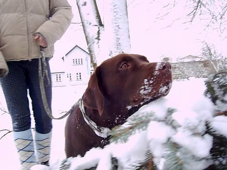 Labrador retriever Bine (fjante) billede 18